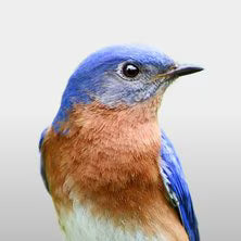 Wild Birds