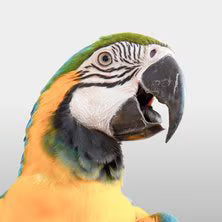 Pet Bird