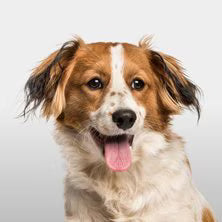 Dogs