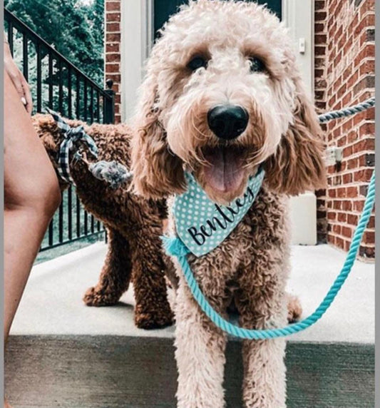 ROPE LEASH - BUBBLES